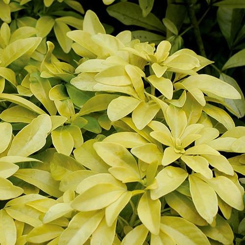 Choisya ternata 'Lich' Choisya ternata 'Lich'