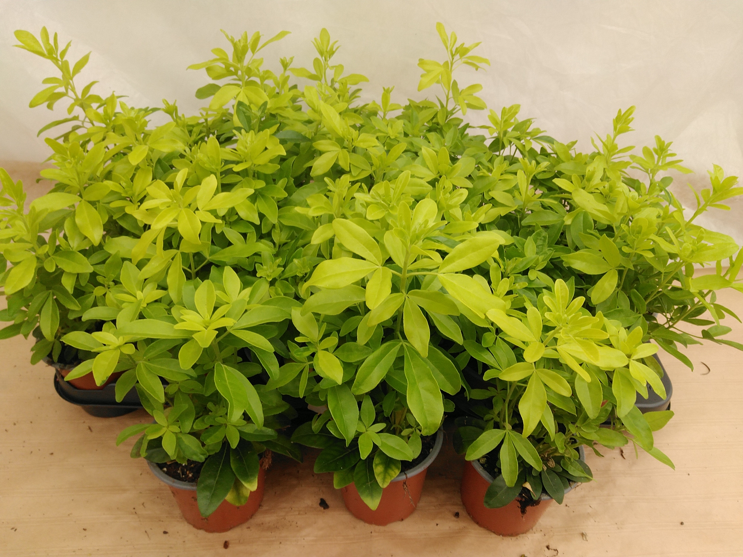 Choisya ternata