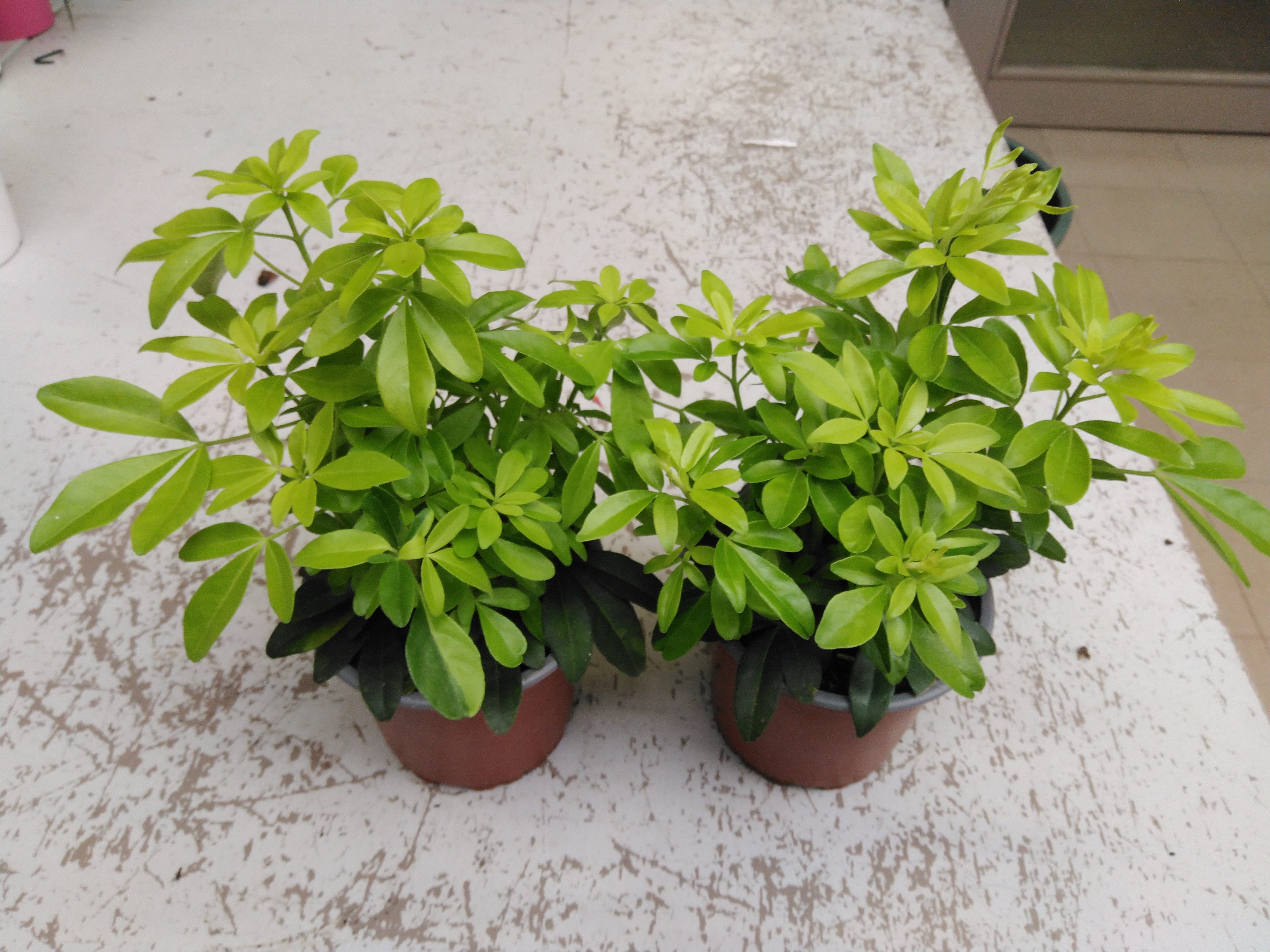 Choisya ternata 'Sundance'