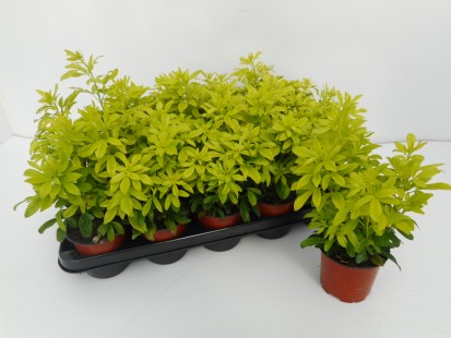 Choisya ternata 'Sundance'