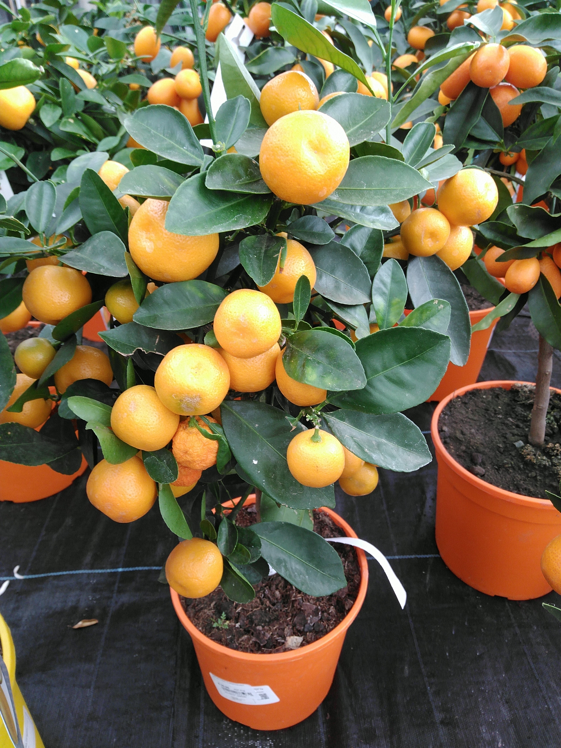 Citrus calamondin Citrus calamondin