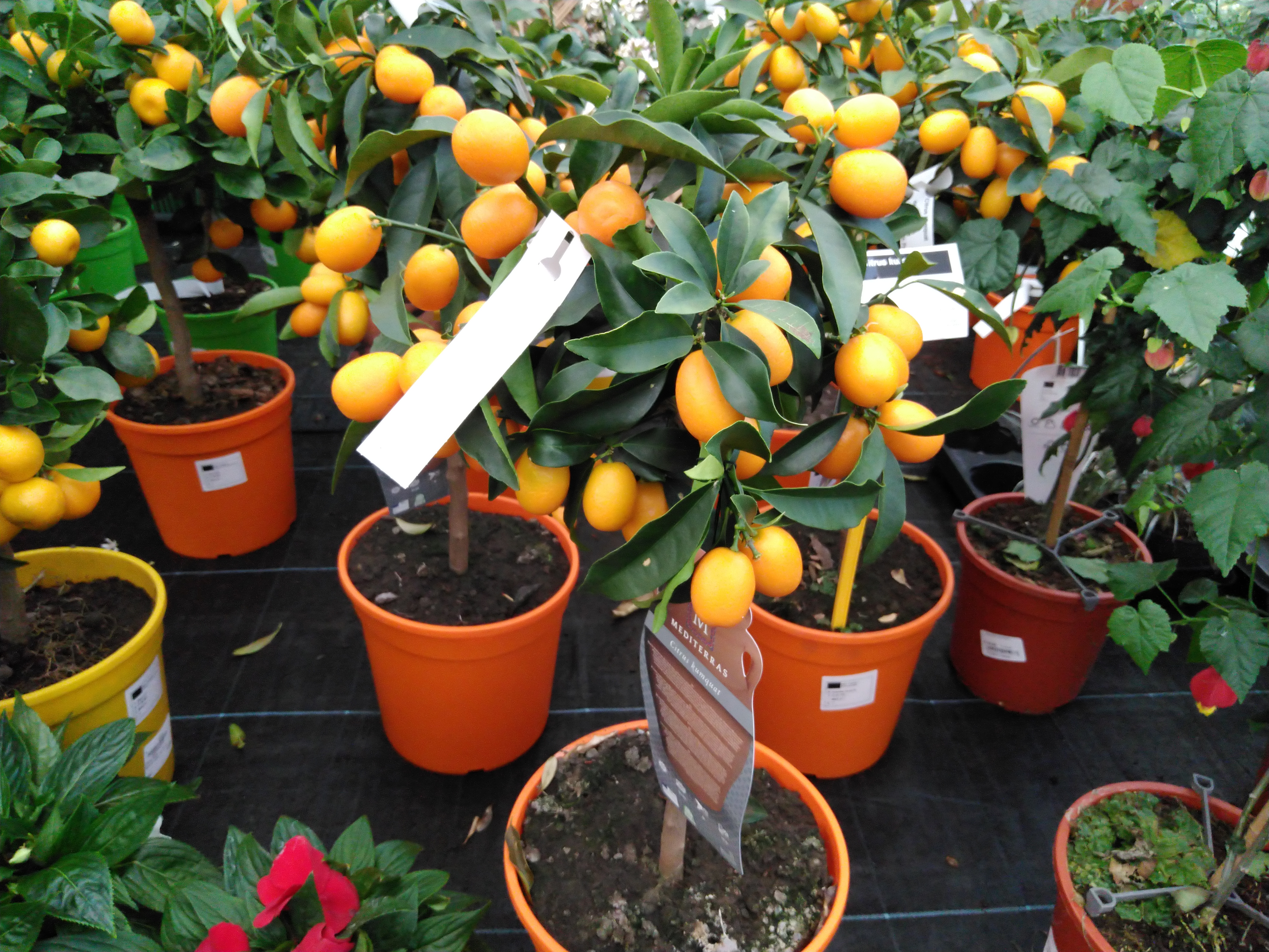 Citrus kumquat