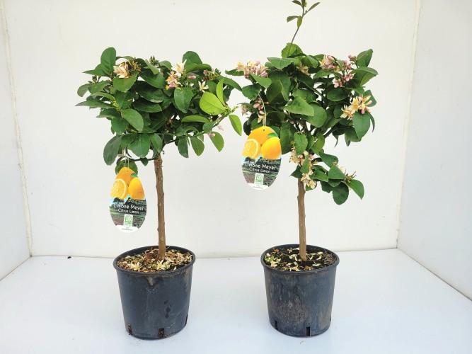 Citrus lemon - Citroen Op Stam