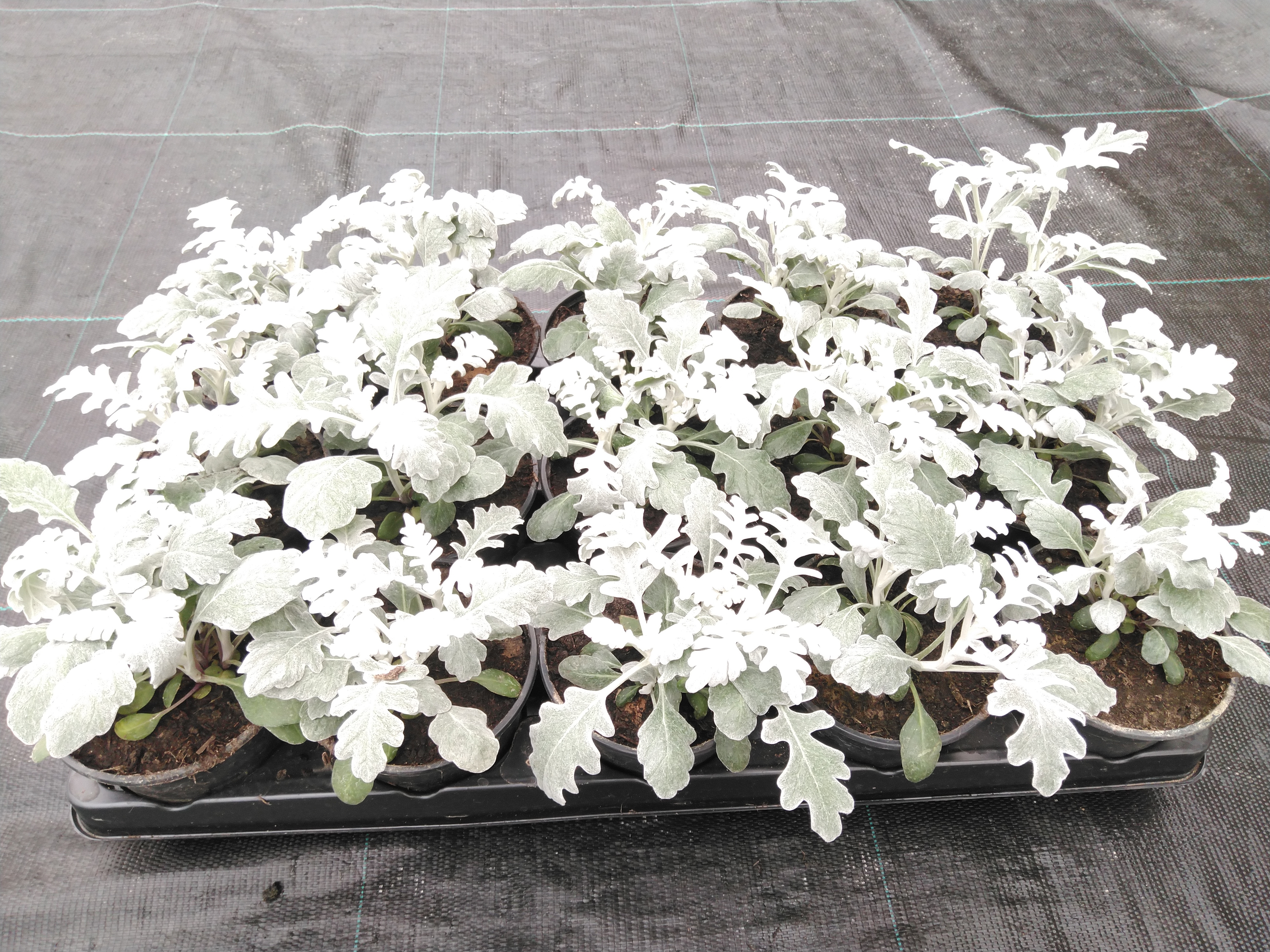 Cineraria maritima P 9 cm