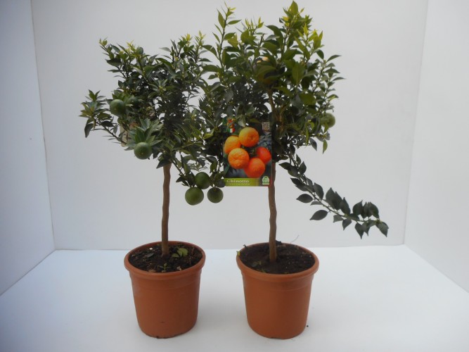 Citrus myrtifolia - Chinotto sinaasappel