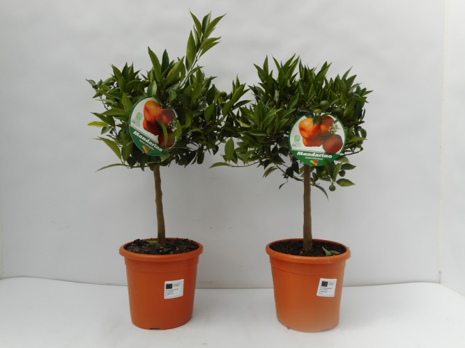 Citrus reticulata 'Mandarino'