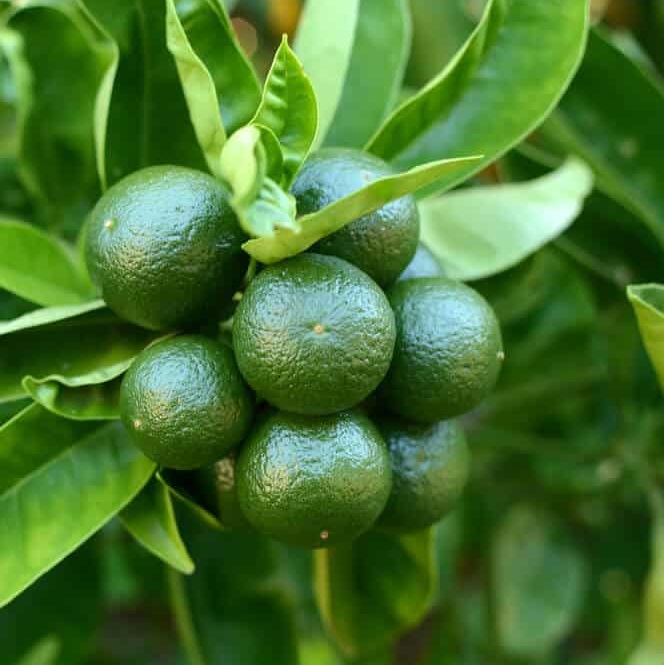 Citrus aurantifolia 'Lime Verde'
