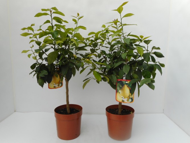 Citrus limone - Citroen op stam