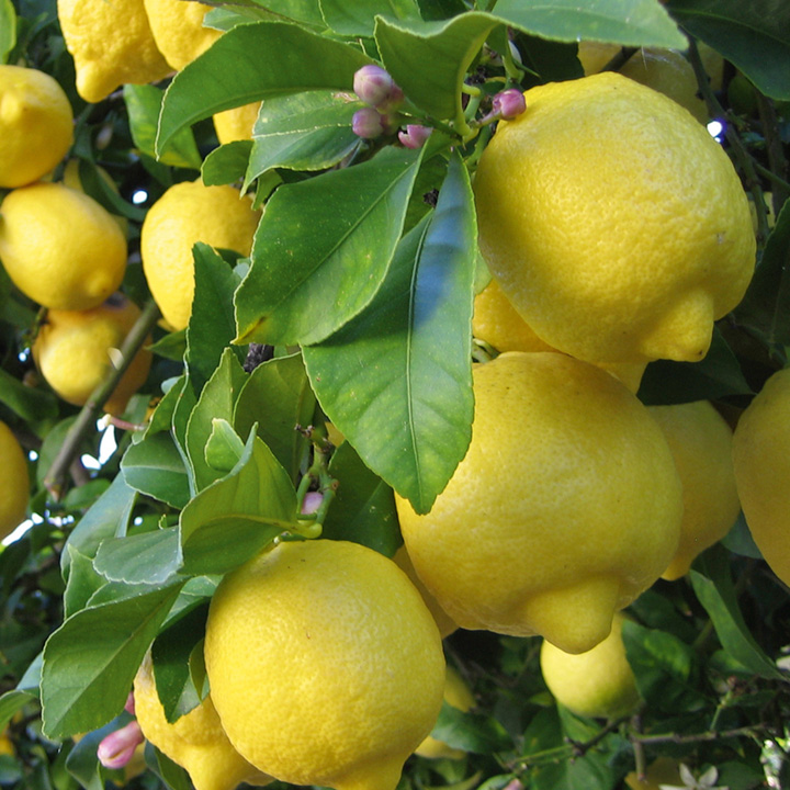 Citrus limone - Citroen op stam