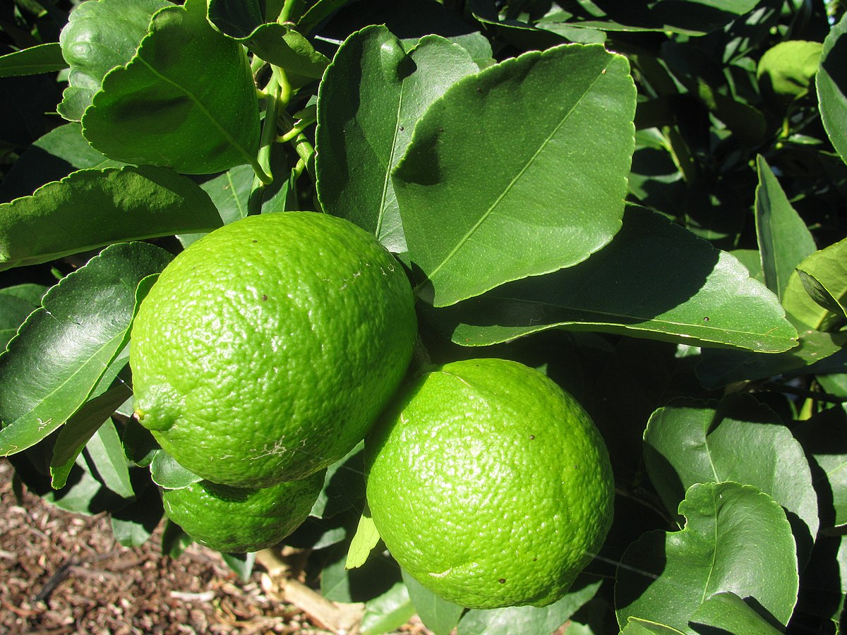 Citrus lemon 'Lime Green'