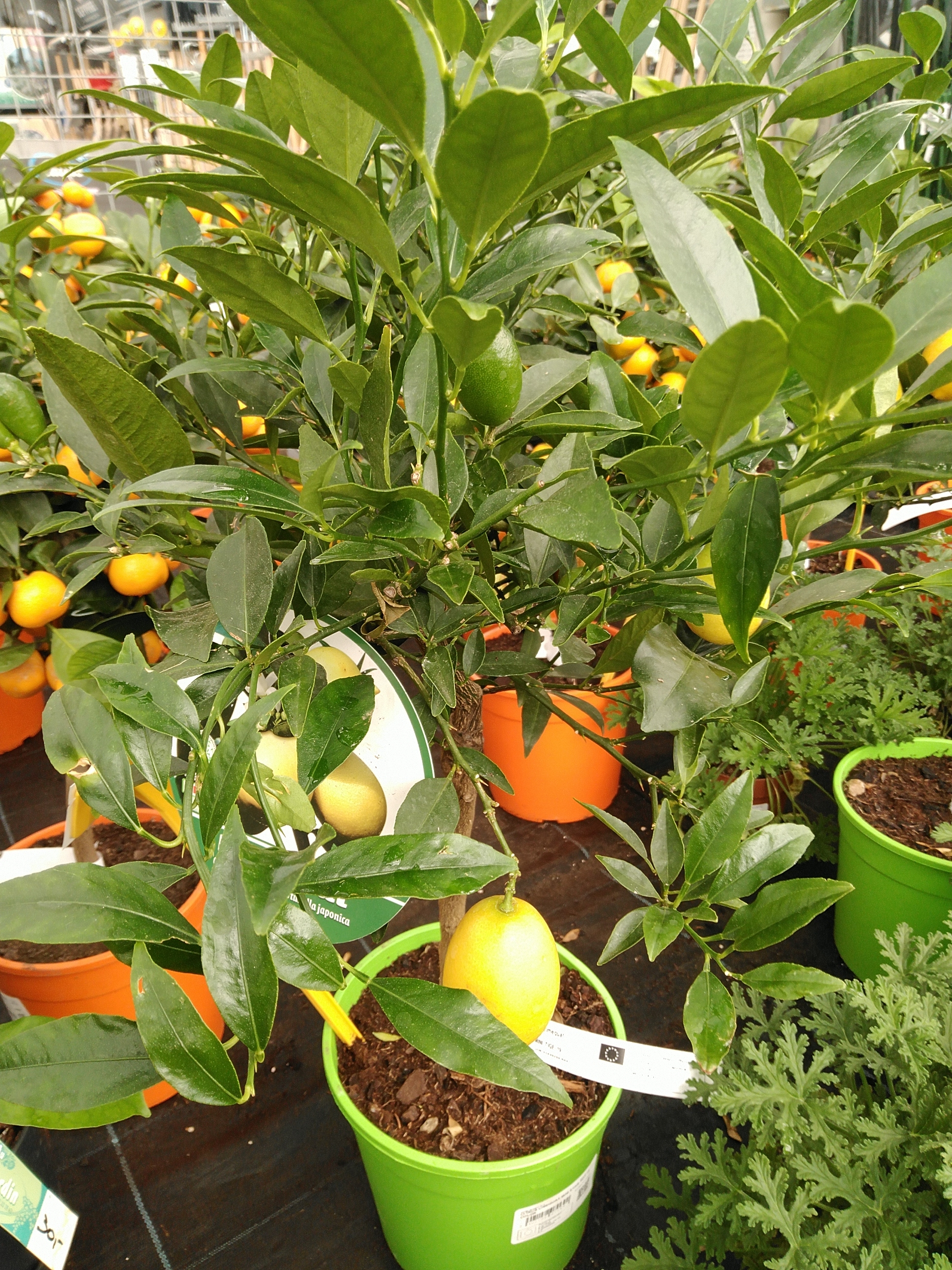 Citrus xlimon 'Meyer'