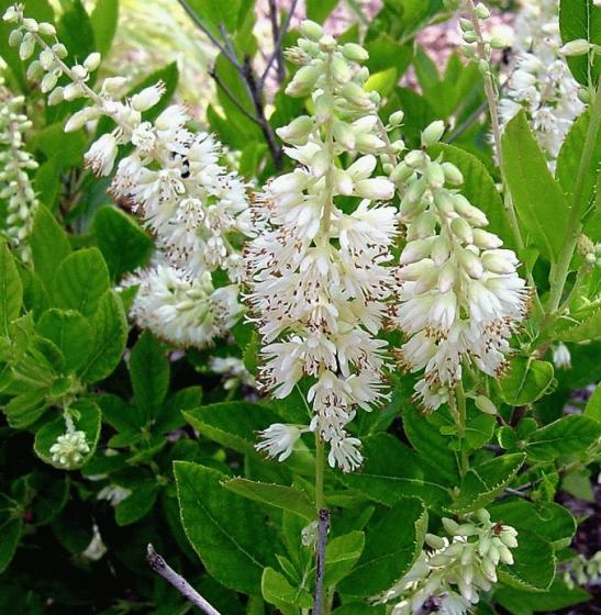 Clethra alnifolia Clethra alnifolia
