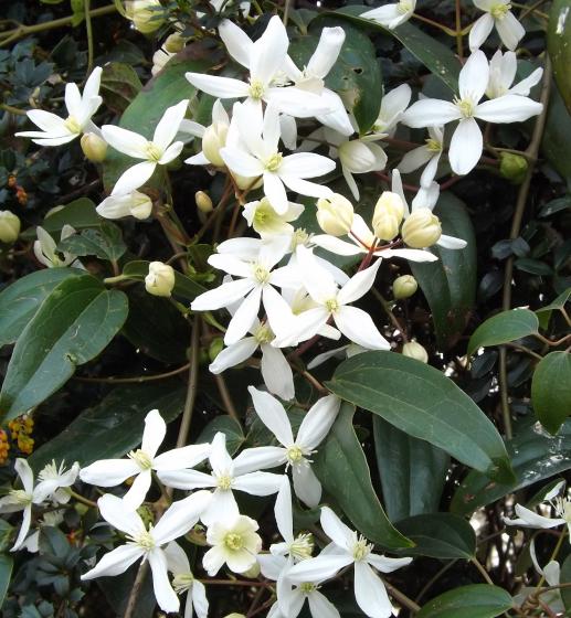 Clematis armandii Clematis armandii