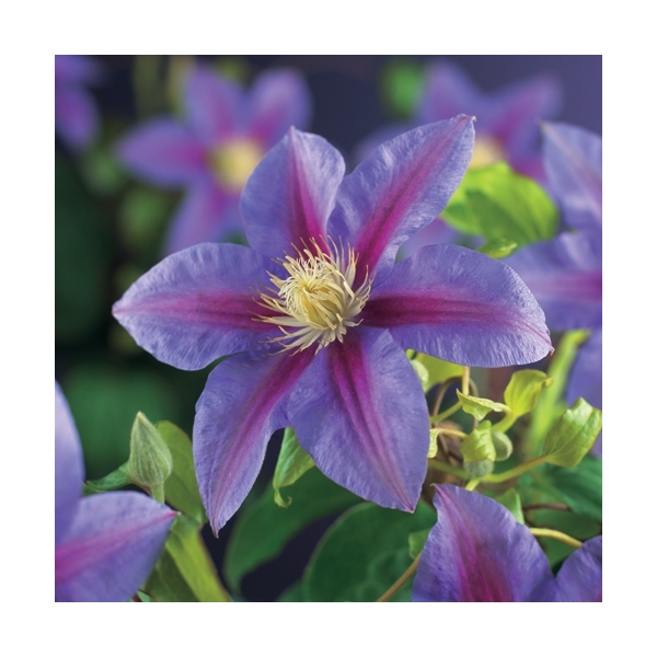 Clematis 'Barbara Jackman'