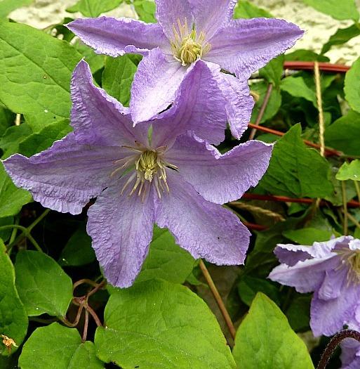 Clematis 'Blue Angel' Clematis 'Blue Angel'