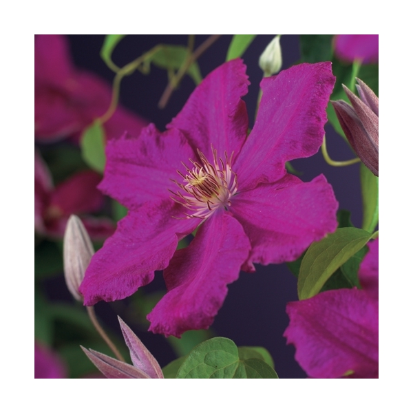 Clematis 'Ernest Markham'