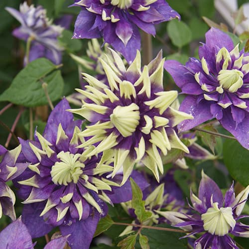 Clematis florida 'Taiga'®