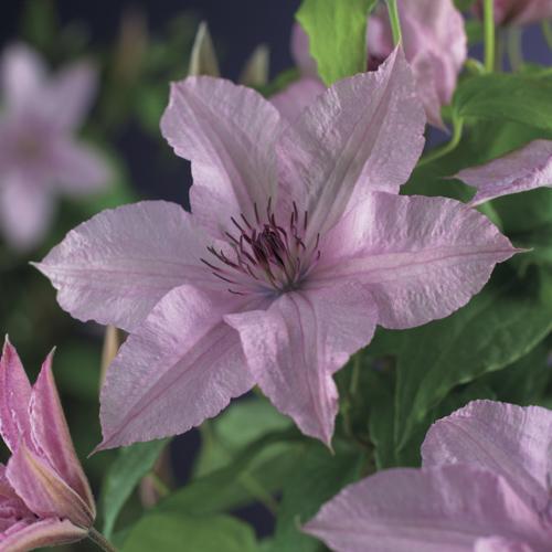 Clematis 'Hagley Hybrid' Clematis 'Hagley Hybrid'