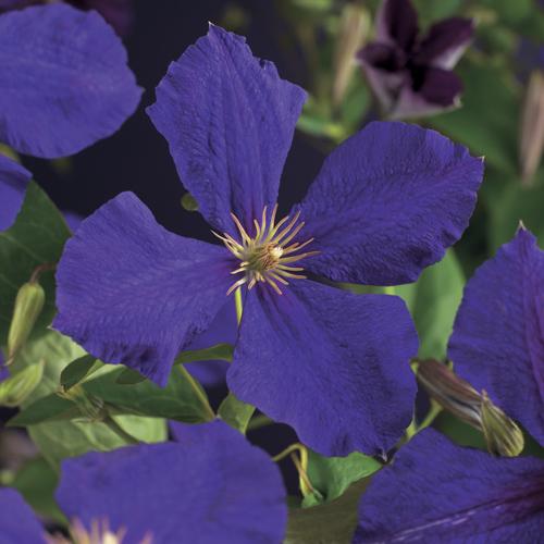Clematis 'Jackmanii' Clematis 'Jackmanii'