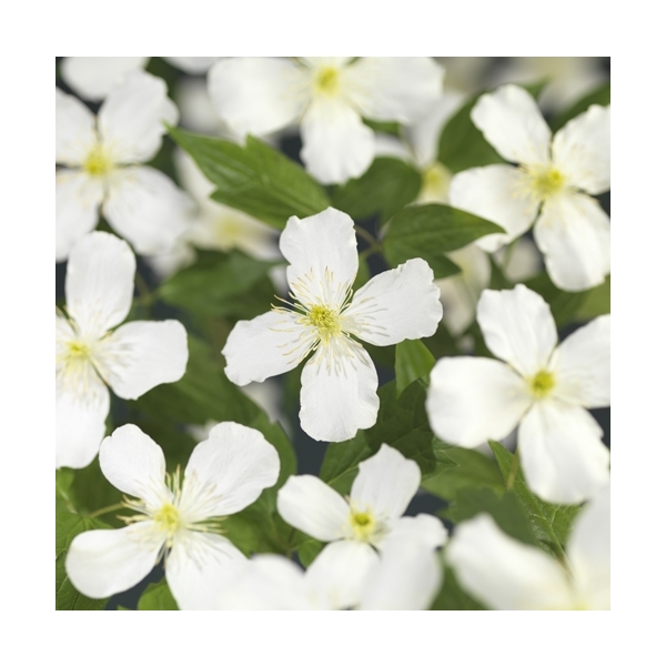 Clematis montana 'Grandiflora'