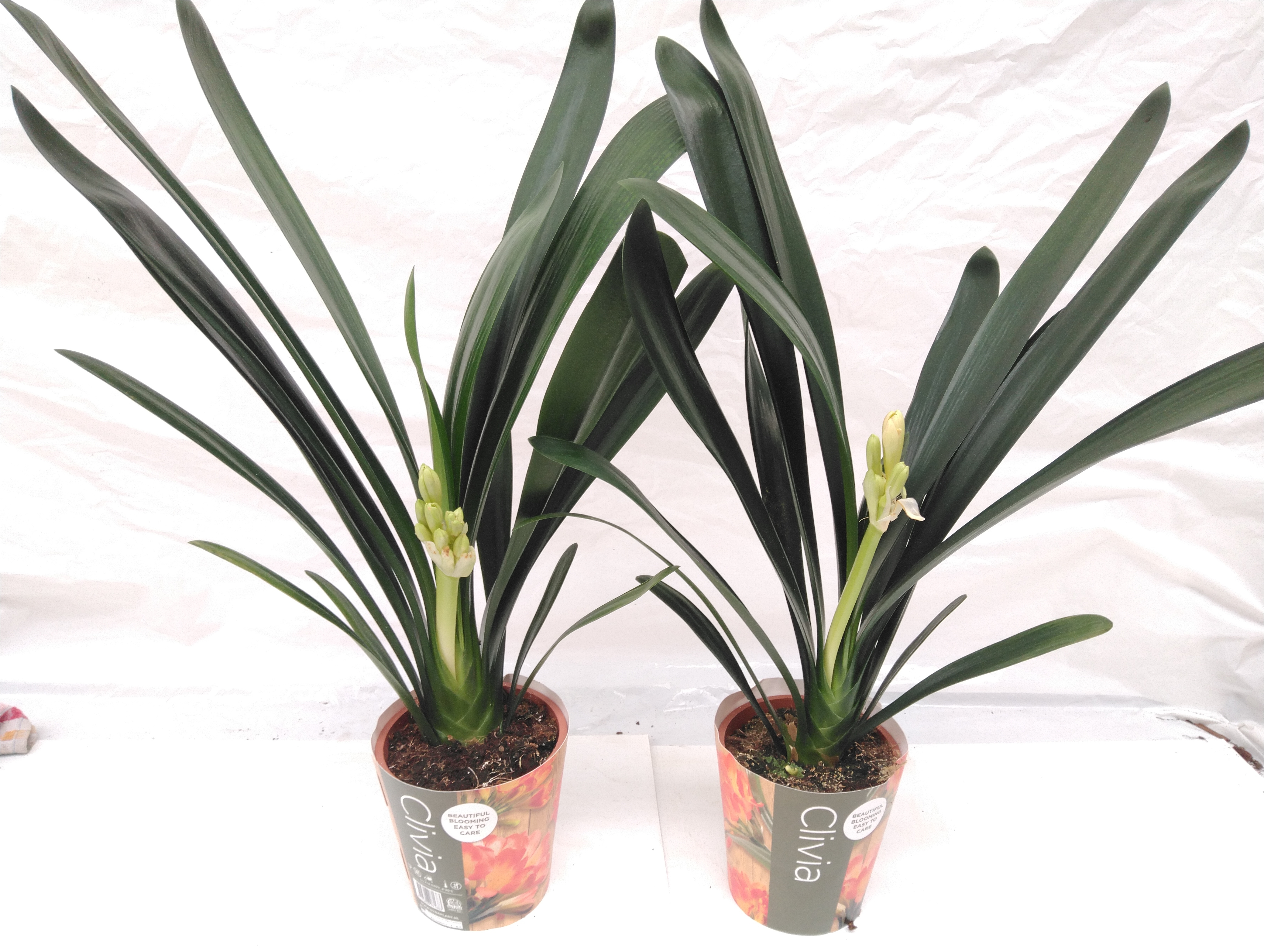 Clivia Miniata Clivia Miniata
