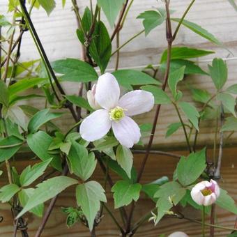 Clematis montana 'Pink Perfection' Clematis montana 'Pink Perfection'
