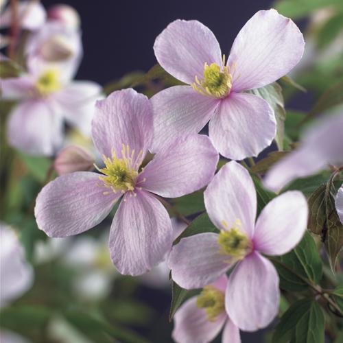 Clematis montana var. rubens