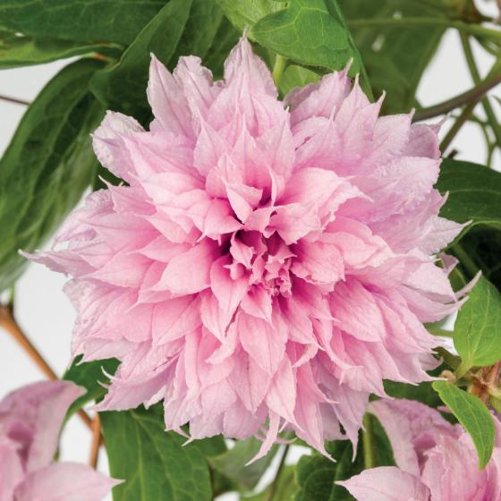 Clematis 'Multi Pink'® Clematis 'Multi Pink'®