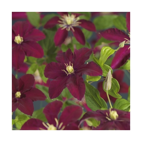 Clematis 'Niobe' Clematis 'Niobe'