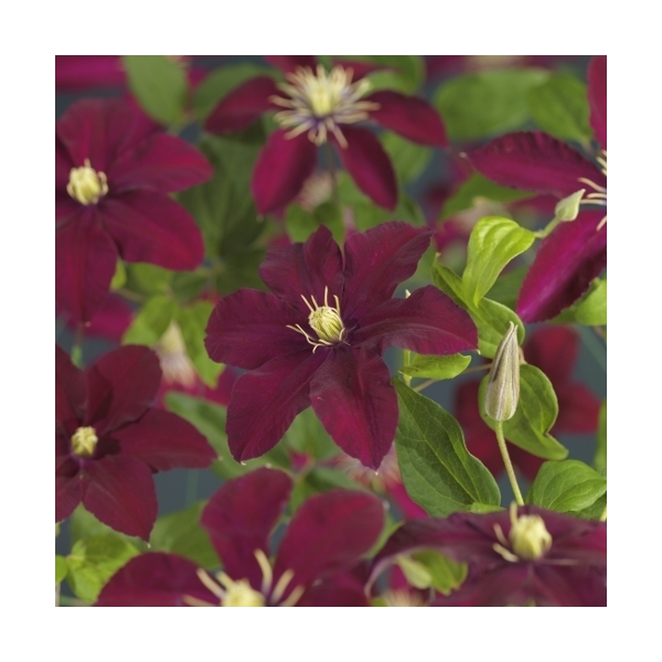 Clematis 'Niobe'