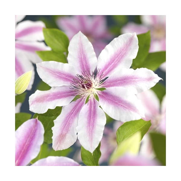 Clematis 'Nelly Moser' Clematis 'Nelly Moser'