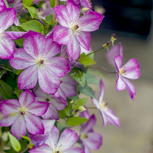 Clematis 'Pernille'