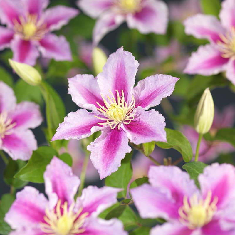 Clematis 'Piilu'