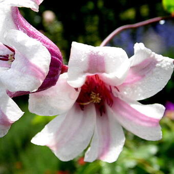 Clematis 'Princess Kate'®