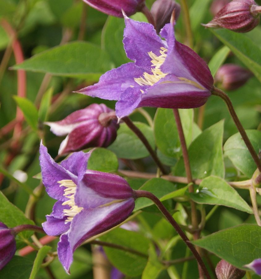 Clematis 'Prince William'®