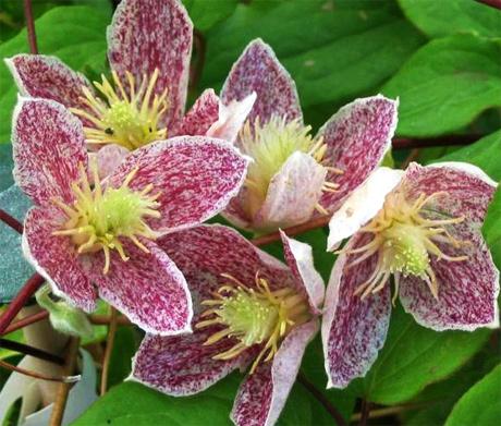 Clematis cirrhosa 'Freckles'