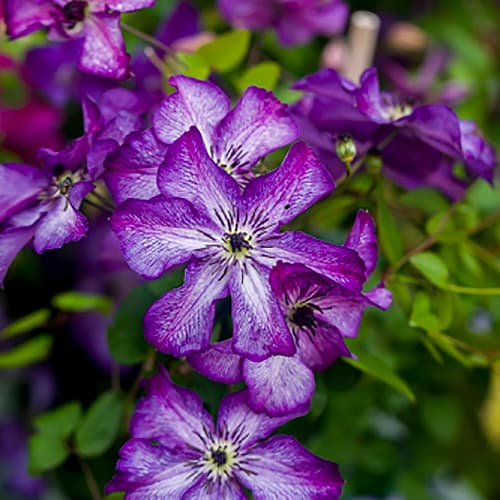 Clematis v. 'Super Nova'