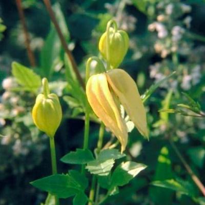 Clematis tangutica