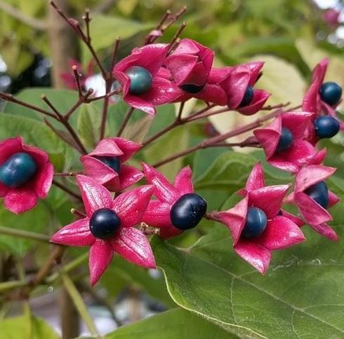 Clerodendrum trichotomum fargesii Clerodendrum trichotomum fargesii