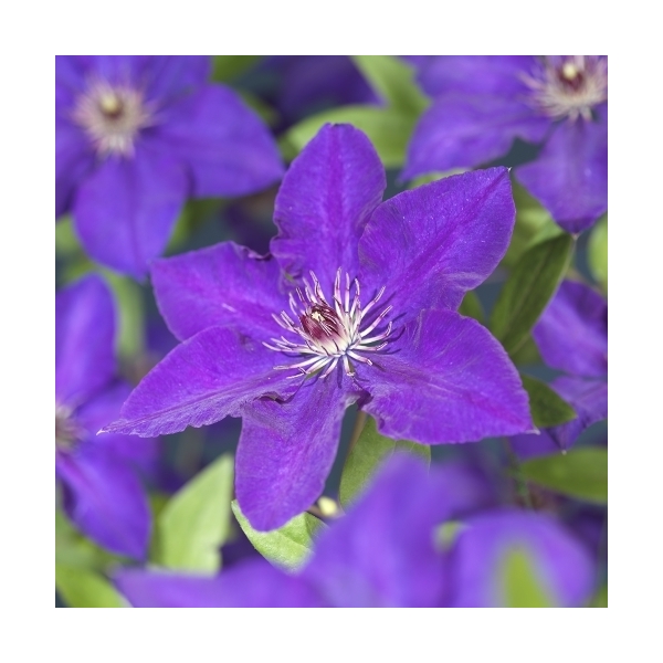 Clematis 'The President'