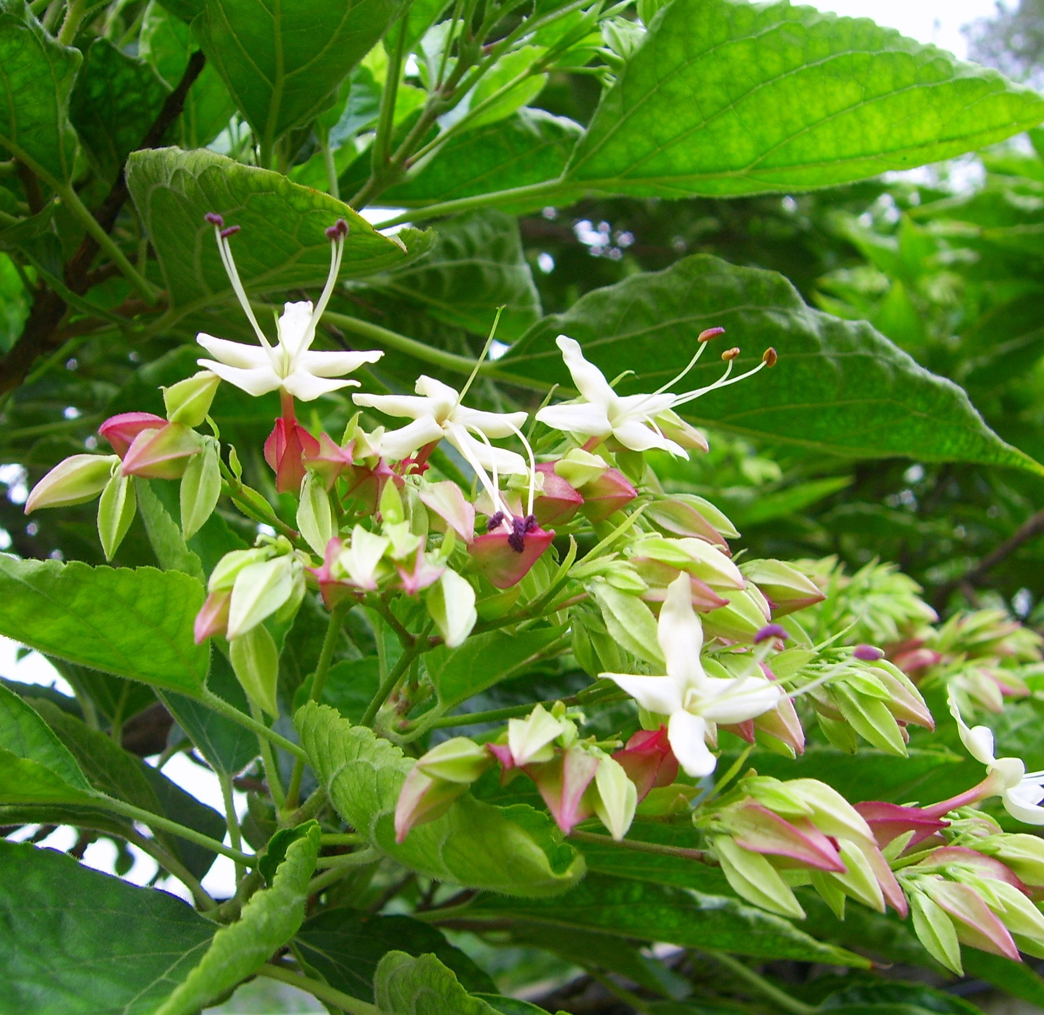 Clerodendrum trichotomum Clerodendrum trichotomum