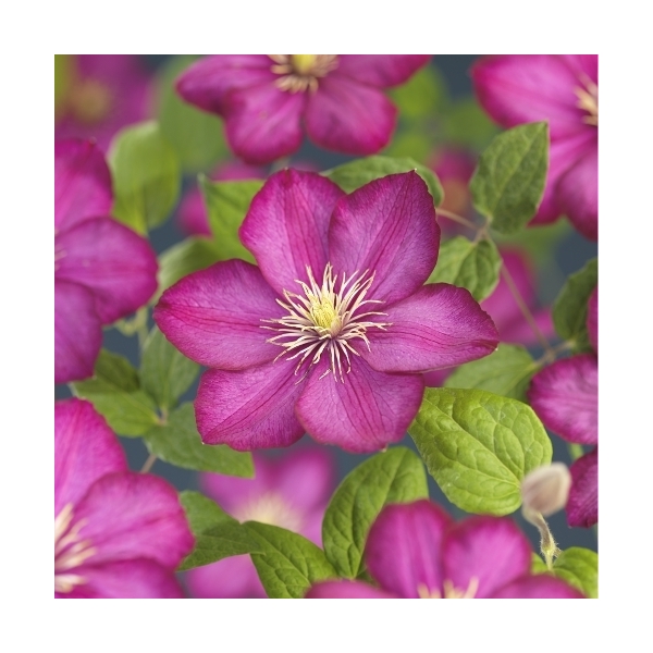 Clematis 'Ville de Lyon'