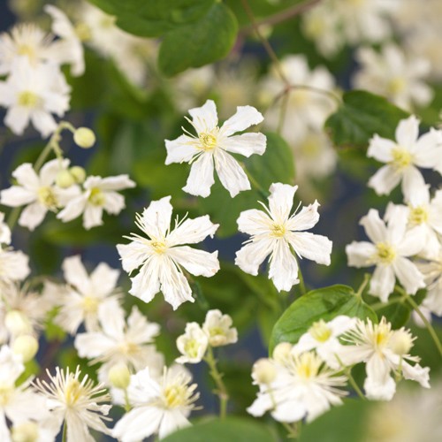 Clematis vitalba Clematis vitalba