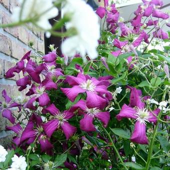 Clematis v. 'Madame Julia Correvon'