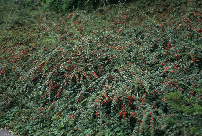 Cotoneaster apiculatus 'Blacklurn'