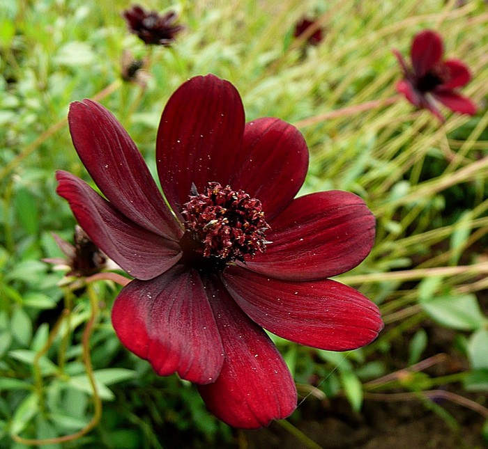 Cosmos atrosanguineus