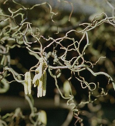 Corylus avellana 'Contorta' Corylus avellana 'Contorta'