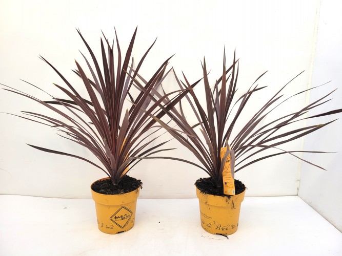 Cordyline australis 'Down Under' Mix