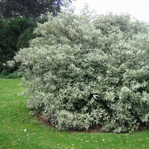 Cornus alba 'Elegantissima' Cornus alba 'Elegantissima'