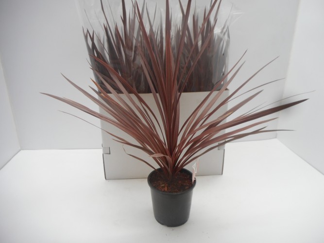 Cordyline australis 'Red Star'